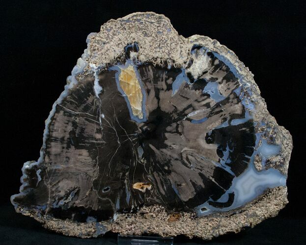 Large Blue Forest Petrified Wood Slice - #13757